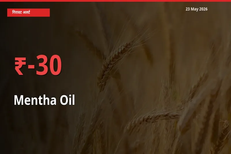 आज का मंडी भाव: मेंथा ऑयल के दाम मंडी में 29.53% नीचे