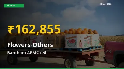30 दिनों में सबसे ऊँचे स्तर पर अन्य फूल के दाम, Banthara APMC में उछाल