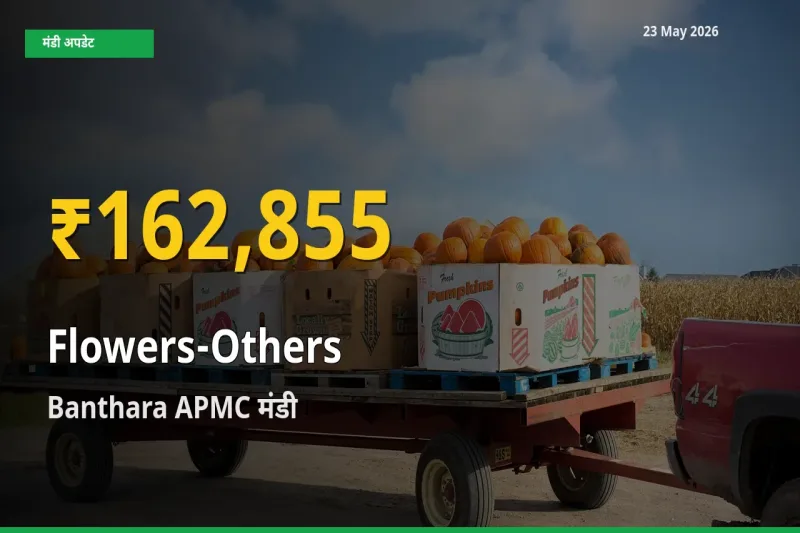 30 दिनों में सबसे ऊँचे स्तर पर अन्य फूल के दाम, Banthara APMC में उछाल