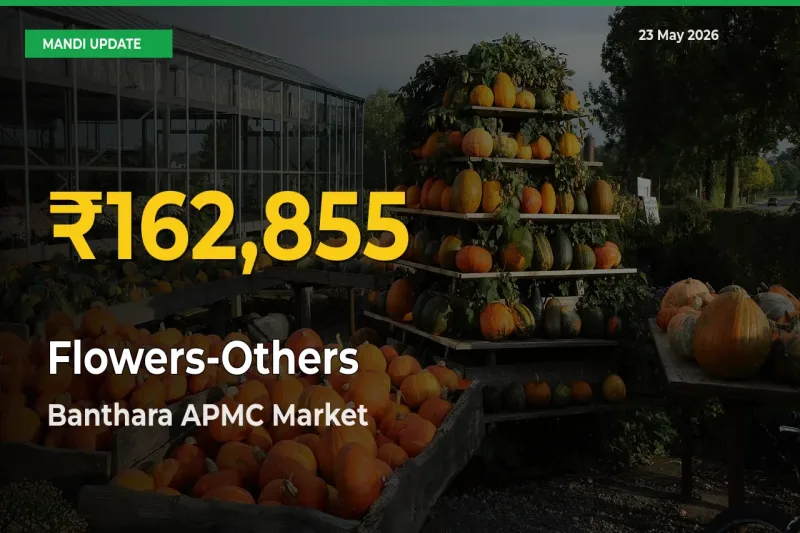 Fresh Record! Flowers-Others Price Climbs to New High in Banthara APMC
