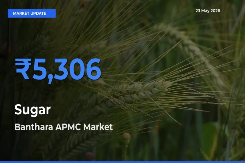 Top Performer! Banthara APMC Offers Best Sugar Price Today