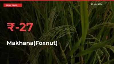 Makhana(Foxnut) Mandi Rate Today: Prices Fall 26.81% at Market
