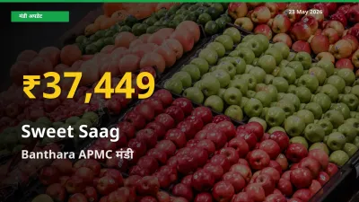 रिकॉर्ड तेज़ी! Banthara APMC में मीठा साग ₹37,449 पर पहुँचा
