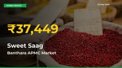 Sweet Saag Prices Soar to Record High in Banthara APMC – Farmers Alert Today