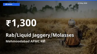 23 May अपडेट: तरल गुड़ के दाम 30 दिन के न्यूनतम स्तर पर, Mehmoodabad APMC