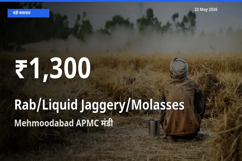 23 May अपडेट: तरल गुड़ के दाम 30 दिन के न्यूनतम स्तर पर, Mehmoodabad APMC