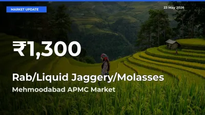 Farmers Concerned as Rab/Liquid Jaggery/Molasses Hits 30-Day Low in Mehmoodabad APMC