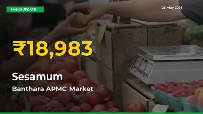 Sesamum Mandi Rate Surges Today in Banthara APMC – Highest Level in 30 Days