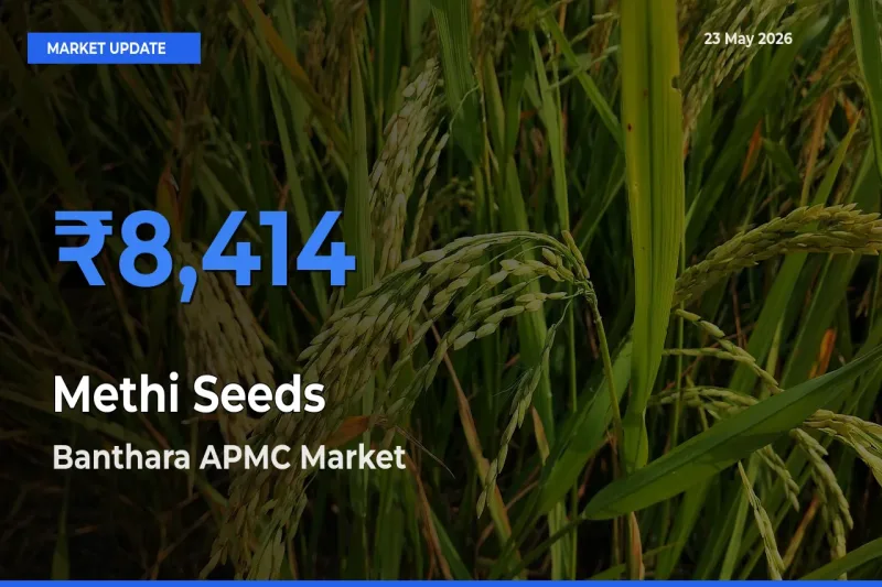 Farmers Prefer Banthara APMC as Methi Seeds Hits Highest Rate