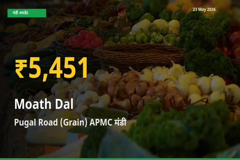 Pugal Road (Grain) APMC में मोठ दाल ₹5,451 पर पहुँचा – अब तक का उच्चतम भाव