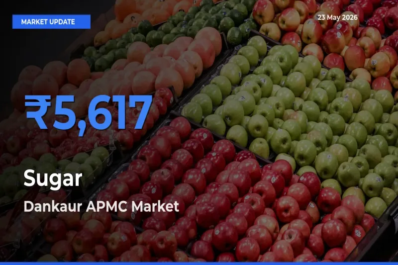 Top Performer! Dankaur APMC Offers Best Sugar Price Today