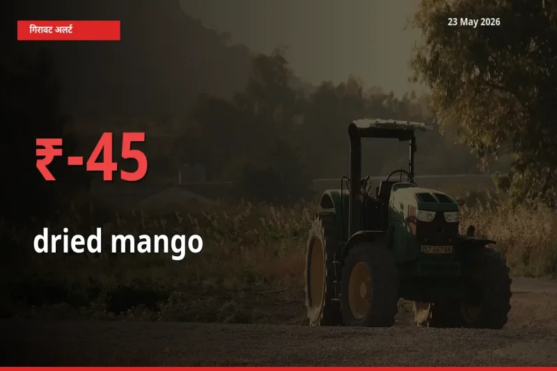 सूखा आम के दाम प्रमुख मंडी में 44.96% गिरे, 24 घंटे में बड़ा बदलाव