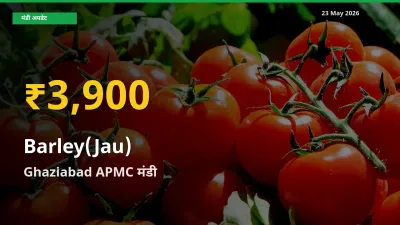 आज Ghaziabad APMC में जौ के दाम रिकॉर्ड स्तर पर, ताज़ा मंडी भाव जानें
