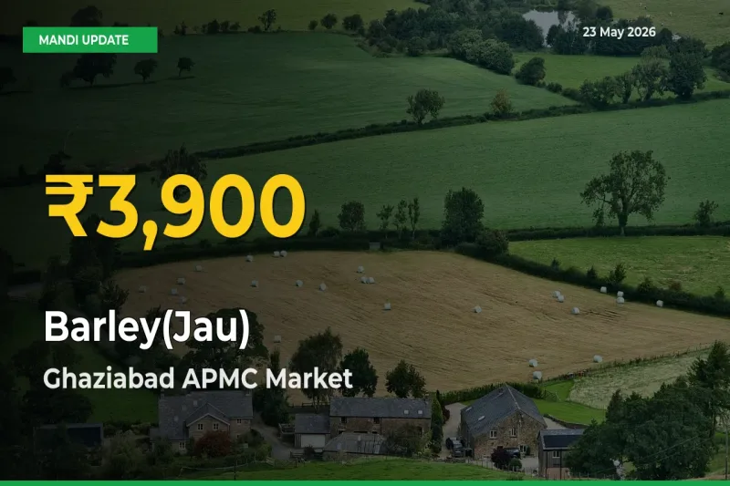 Barley(Jau) Hits Fresh High in Ghaziabad APMC Today