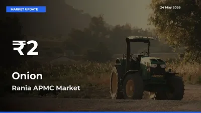 Onion Mandi Rate Today: 30-Day Low Recorded in Rania APMC