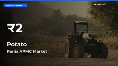 Why Potato Prices Slumped in Rania APMC – 30-Day Low Today