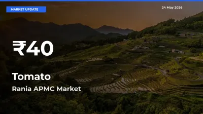 Sharp Fall! Tomato Prices Drop to 30-Day Low in Rania APMC