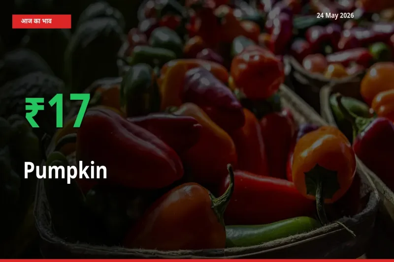 आज का मंडी भाव: कद्दू के दाम मंडी में 17.31% ऊपर