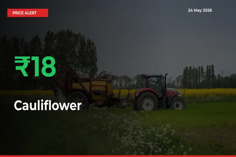 Why Cauliflower Prices Rose 18.19% in a Day at Mandis