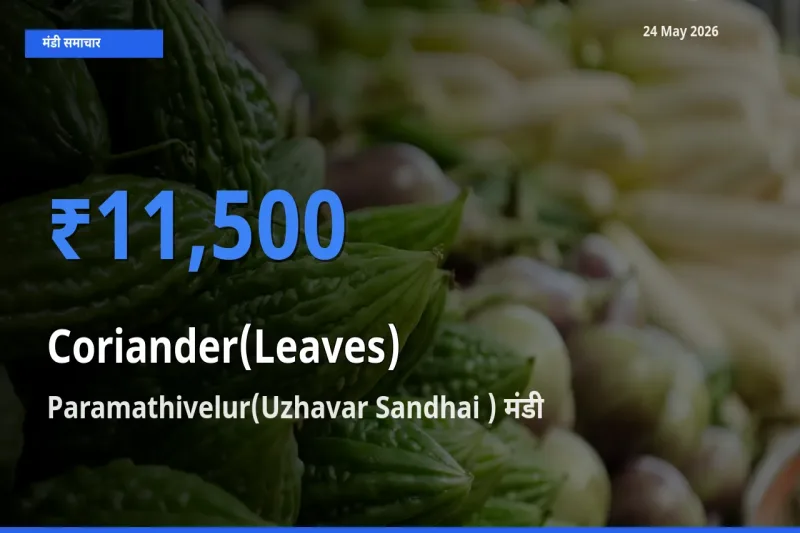 Paramathivelur(Uzhavar Sandhai ) मंडी में हरा धनिया ₹11,500 पर पहुँचा – आज का सर्वोच्च भाव