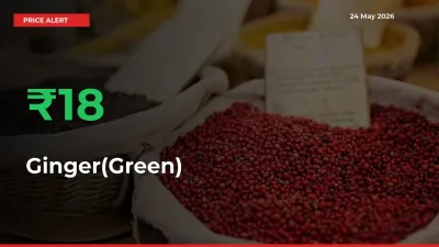 Why Ginger(Green) Prices Rose 18.13% in a Day at Mandis