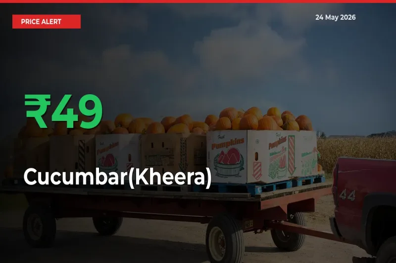 Farmers Cheer as Cucumbar(Kheera) Prices Surge 49.45% in Local Mandis