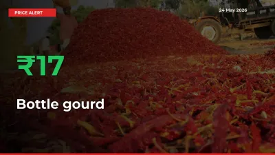 Sudden 16.84% Rally in Bottle gourd Prices Across Mandis