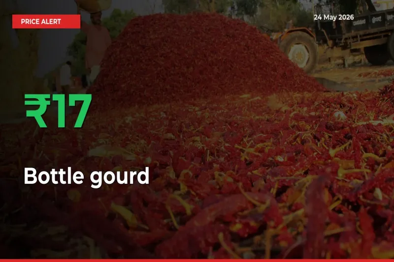 Sudden 16.84% Rally in Bottle gourd Prices Across Mandis