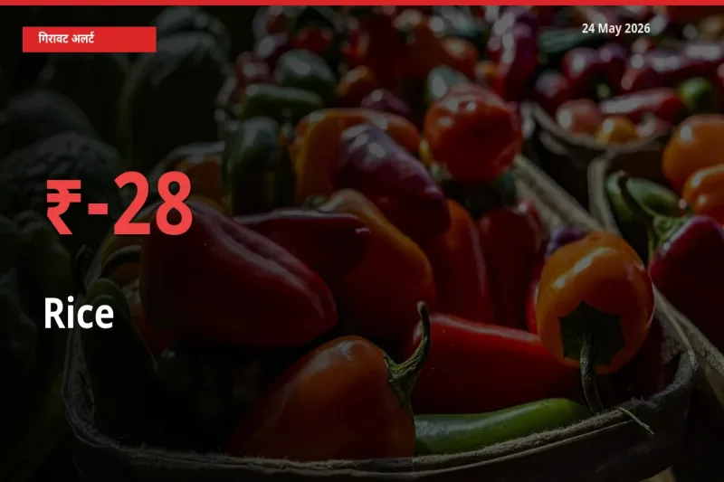 चावल 27.84% गिरा, मंडी