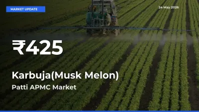 Karbuja(Musk Melon) Prices Touch 30-Day Low in Patti APMC – May 24 Update