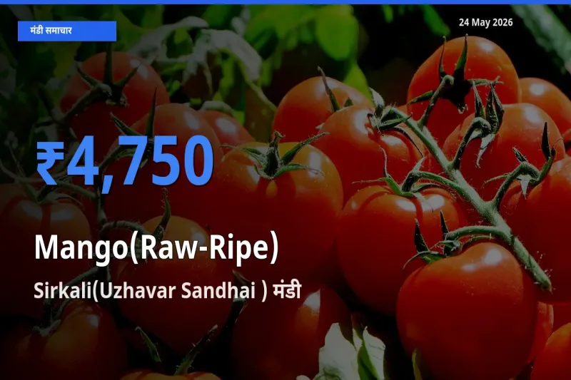 Sirkali(Uzhavar Sandhai ) में आम (कच्चा-पका) का आज सबसे ऊँचा भाव