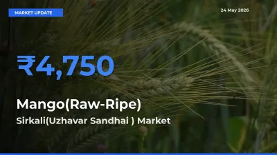 Sirkali(Uzhavar Sandhai ) Records Highest ₹4,750 Rate for Mango(Raw-Ripe)
