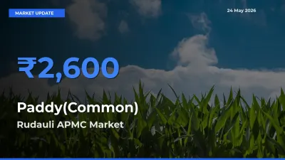 Rudauli APMC Tops Paddy(Common) Mandi Rates Today