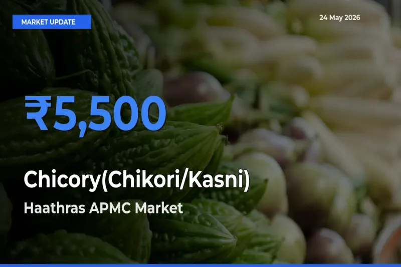 Farmers Prefer Haathras APMC as Chicory(Chikori/Kasni) Hits Highest Rate