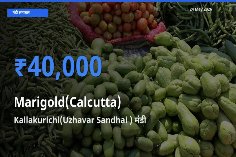 आज का मंडी भाव: गेंदा (कलकत्ता) के सबसे ज़्यादा दाम Kallakurichi(Uzhavar Sandhai ) में