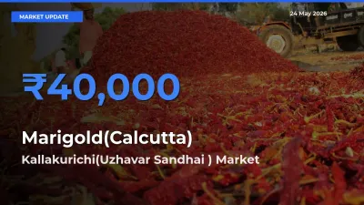 Kallakurichi(Uzhavar Sandhai ) Tops Marigold(Calcutta) Rates – May 24 Market Update