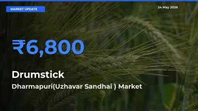 Drumstick Mandi Rate Today: Dharmapuri(Uzhavar Sandhai ) Tops the List