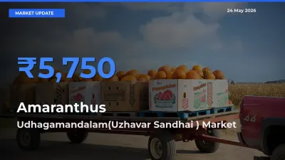 Amaranthus Mandi Rate Today: Udhagamandalam(Uzhavar Sandhai ) Tops the List