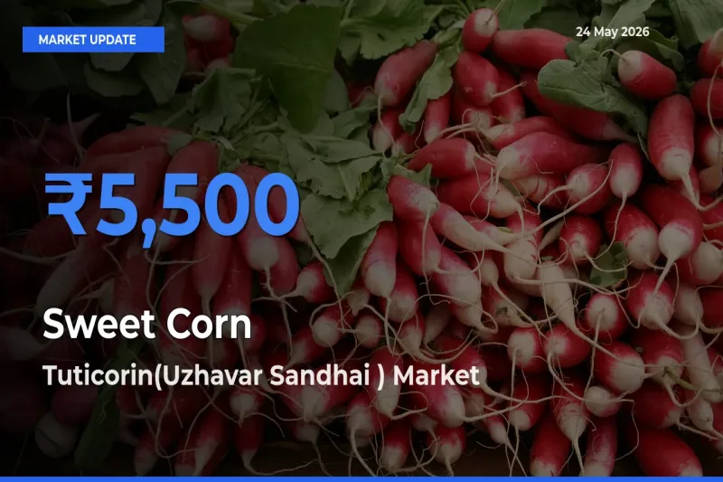Tuticorin(Uzhavar Sandhai ) Offers ₹5,500 – Highest Sweet Corn  Rate Today