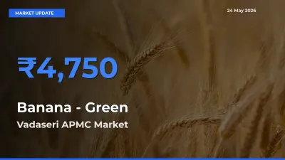 Vadaseri APMC Emerges as Top Mandi for Banana - Green Prices Today