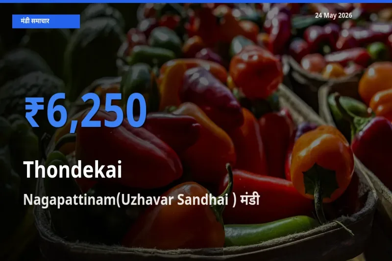 टॉप मंडी बना Nagapattinam(Uzhavar Sandhai )! कुंदरू के सबसे ऊँचे दाम यहीं दर्ज