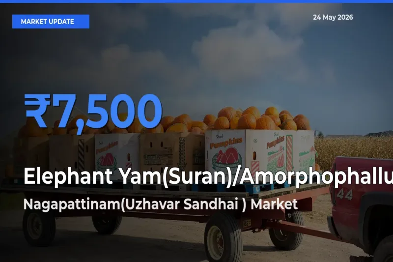 Nagapattinam(Uzhavar Sandhai ) Emerges as Top Mandi for Elephant Yam(Suran)/Amorphophallus Prices Today