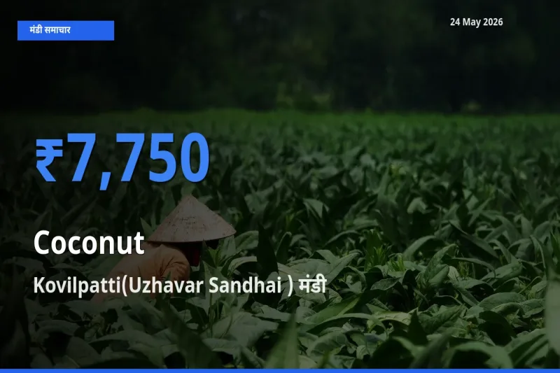 आज नारियल के सबसे ऊँचे दाम ₹7,750 Kovilpatti(Uzhavar Sandhai ) मंडी में