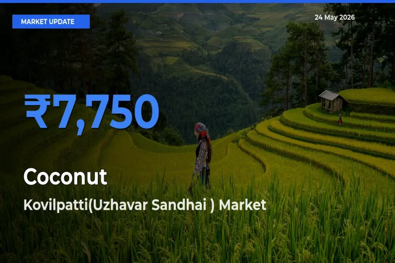 Farmers Prefer Kovilpatti(Uzhavar Sandhai ) as Coconut Hits Highest Rate