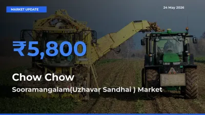 Chow Chow Mandi Rate Today: Sooramangalam(Uzhavar Sandhai ) Tops the List