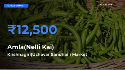 Market Watch: Krishnagiri(Uzhavar Sandhai ) Becomes Top Mandi for Amla(Nelli Kai)