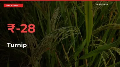 Turnip Mandi Rate Today: Prices Fall 28.19% at Market