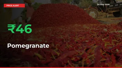 Sharp Jump! Pomegranate Prices Climb 46.15% in 24 Hours at Key Mandis