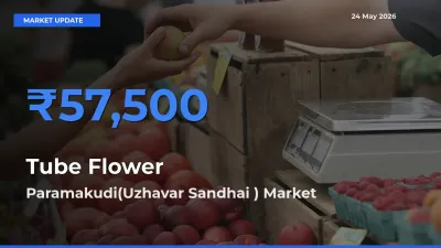 Tube Flower Mandi Rate Today: Paramakudi(Uzhavar Sandhai ) Tops the List