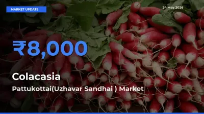 Pattukottai(Uzhavar Sandhai ) Records Highest ₹8,000 Rate for Colacasia